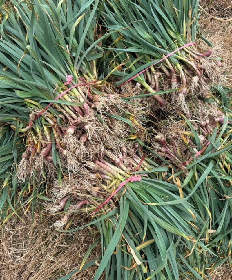 精品蒜苗叶绿苗好产地直销无黄叶烂叶严把质量关