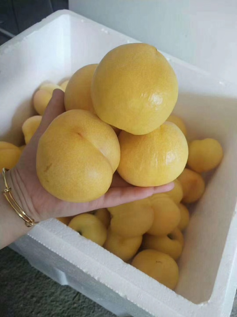 黄菊油桃树苗，中晚熟油桃新品种，口感脆甜，卖价高