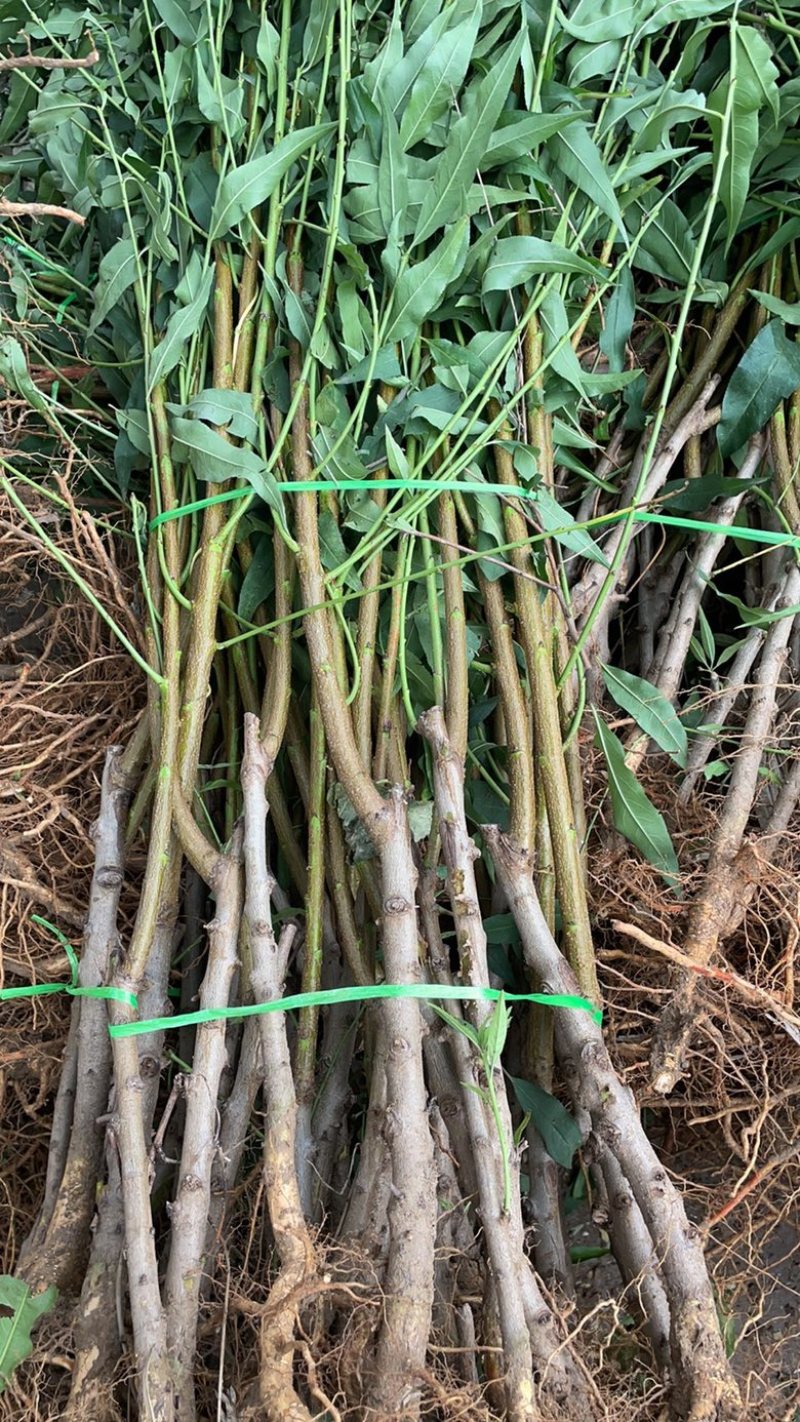黄菊油桃树苗，中晚熟油桃新品种，口感脆甜，卖价高