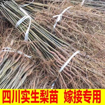 棠梨苗实生梨树苗包邮梨树砧木苗梨树脚树苗实生梨苗