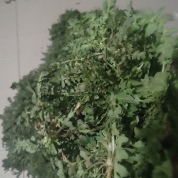 荠荠菜野生荠菜