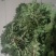 荠荠菜野生荠菜
