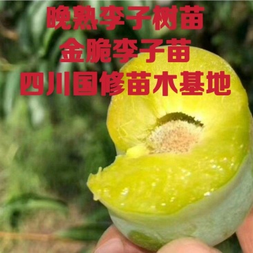 晚熟青脆李子苗清泉蜜脆李苗脆甜离核量大价优免费技术