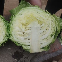 甘蓝，包菜