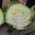 甘蓝，包菜