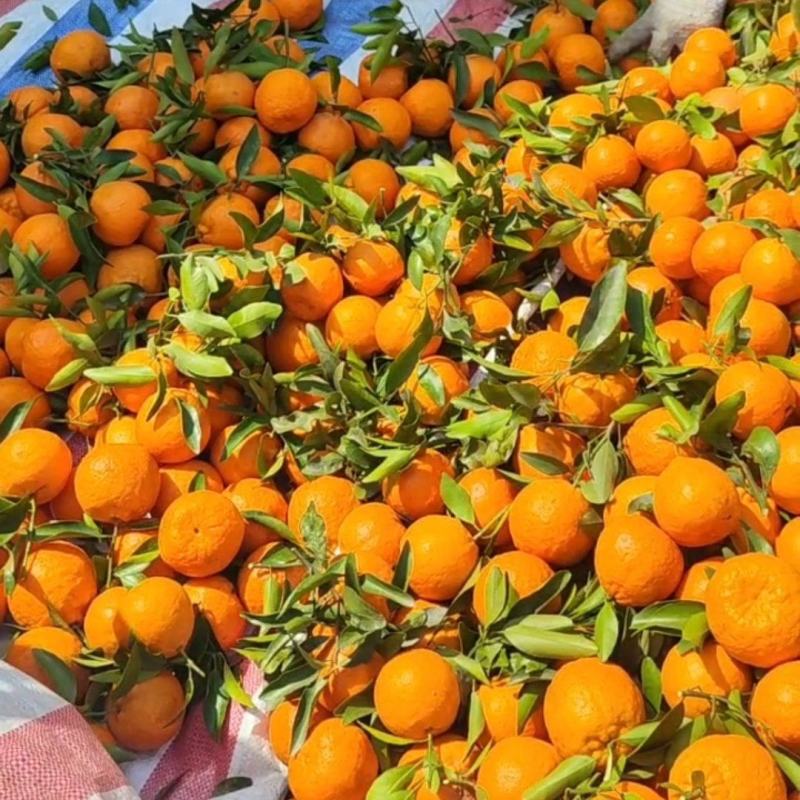 晚芦大量上市货源充足