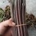 甜蕨苦蕨品种多多