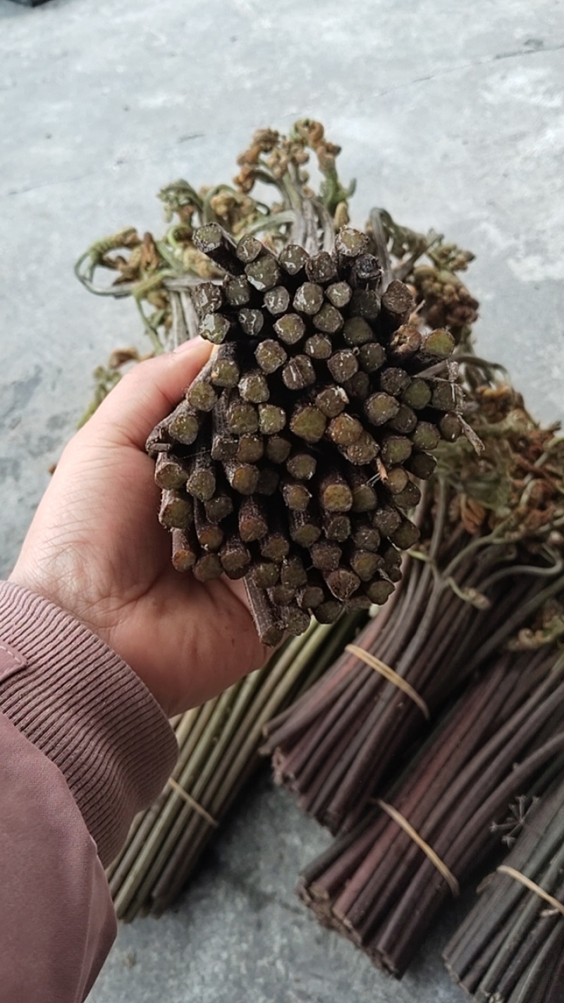甜蕨苦蕨品种多多