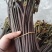 甜蕨苦蕨品种多多