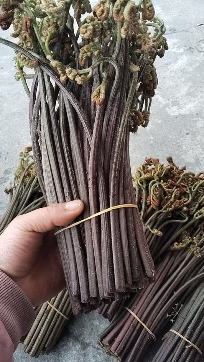 甜蕨苦蕨品种多多