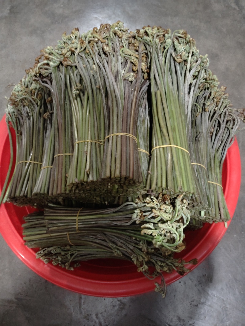 甜蕨苦蕨品种多多