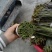 甜蕨苦蕨品种多多