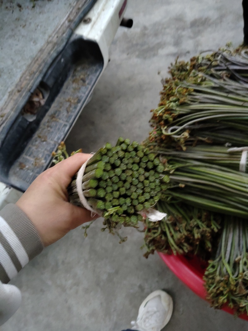 甜蕨苦蕨品种多多