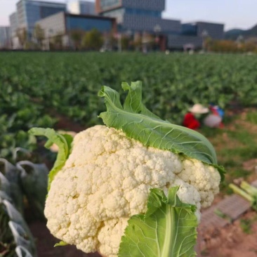 花菜大量上市