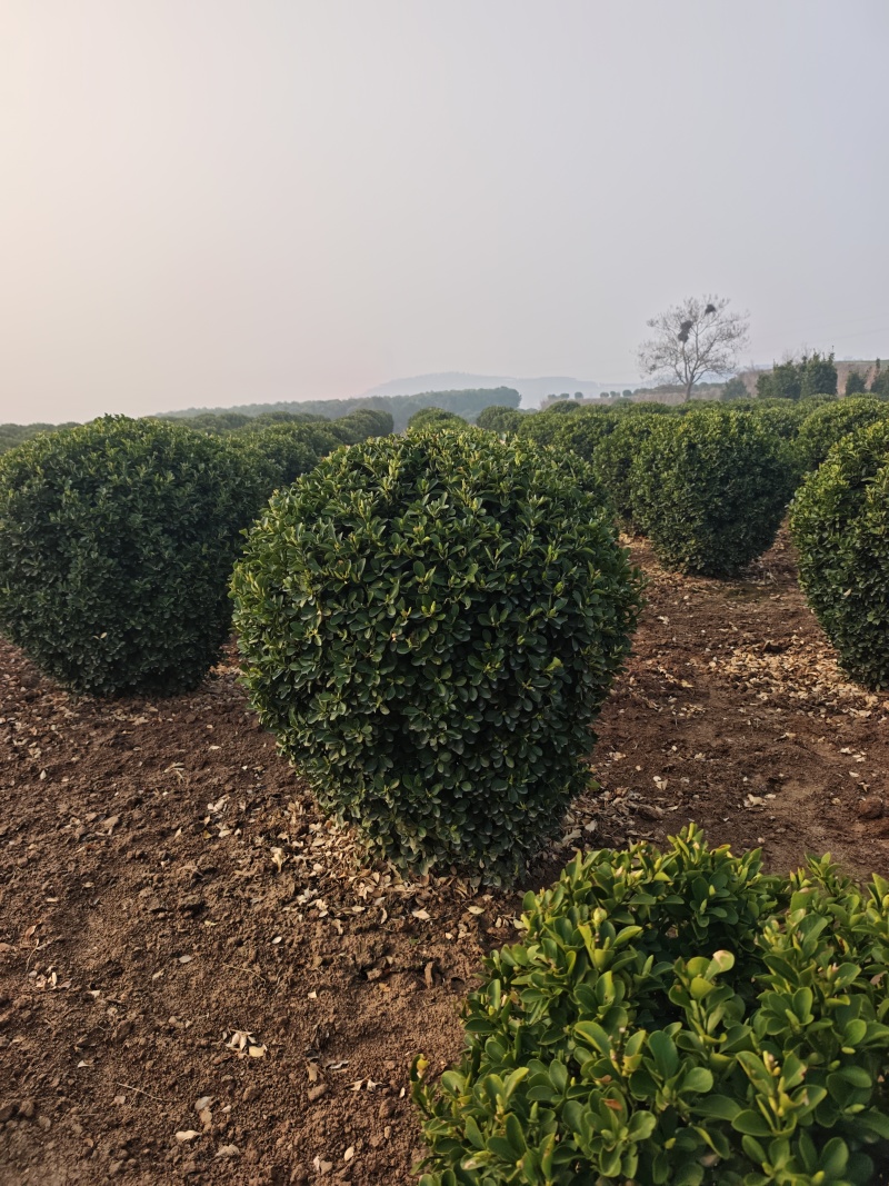 大叶黄杨根系发达