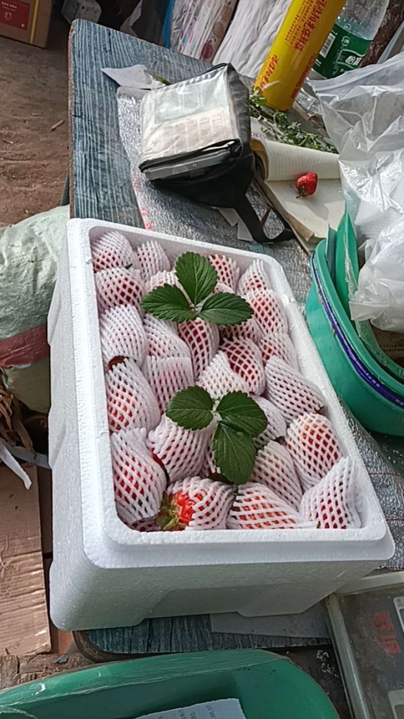辽宁99草莓3-4斤一拍，小果2斤—2.5斤一拍