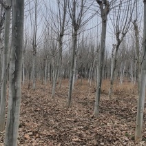 12-15公分法桐清地处理