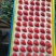 辽宁99草莓3-4斤一拍，小果2斤—2.5斤一拍