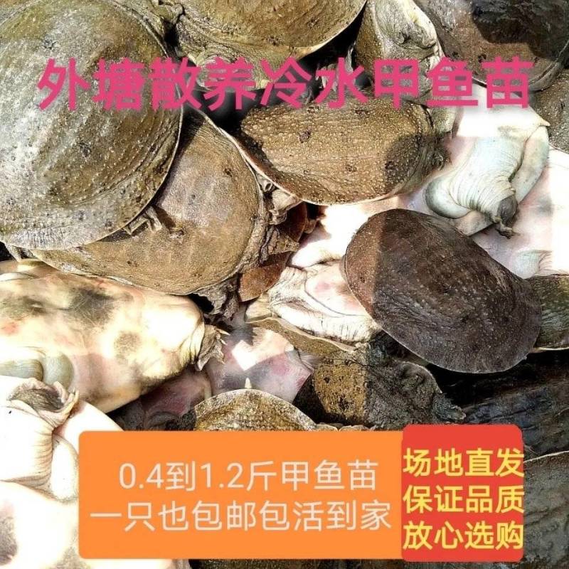 甲鱼苗【批发包邮包活到家】黄河鳖苗外塘散养冷水苗中华团鱼