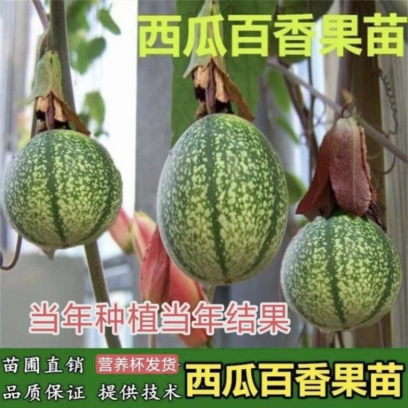 西瓜百香果苗当年种植当年结果耐寒带土盆栽