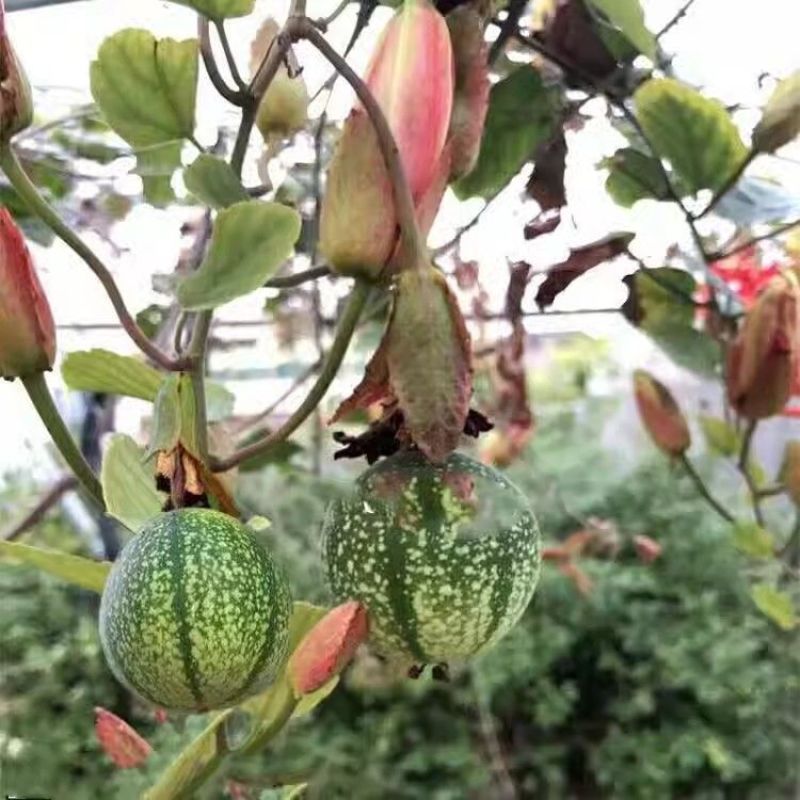 西瓜百香果苗当年种植当年结果耐寒带土盆栽