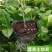 西瓜百香果苗当年种植当年结果耐寒带土盆栽
