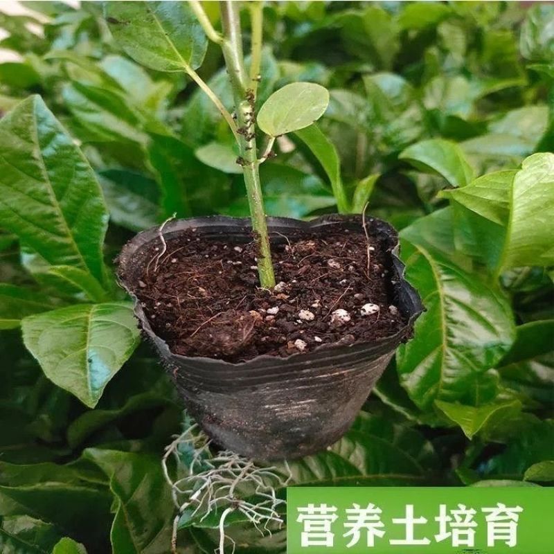 西瓜百香果苗当年种植当年结果耐寒带土盆栽