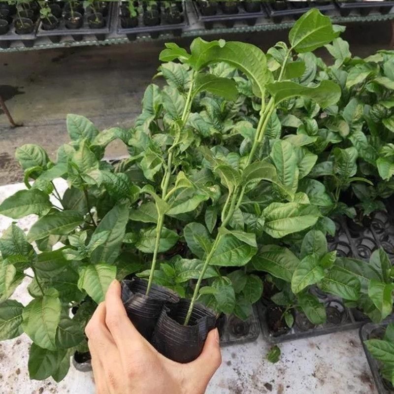西瓜百香果苗当年种植当年结果耐寒带土盆栽