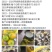 新会陈皮.