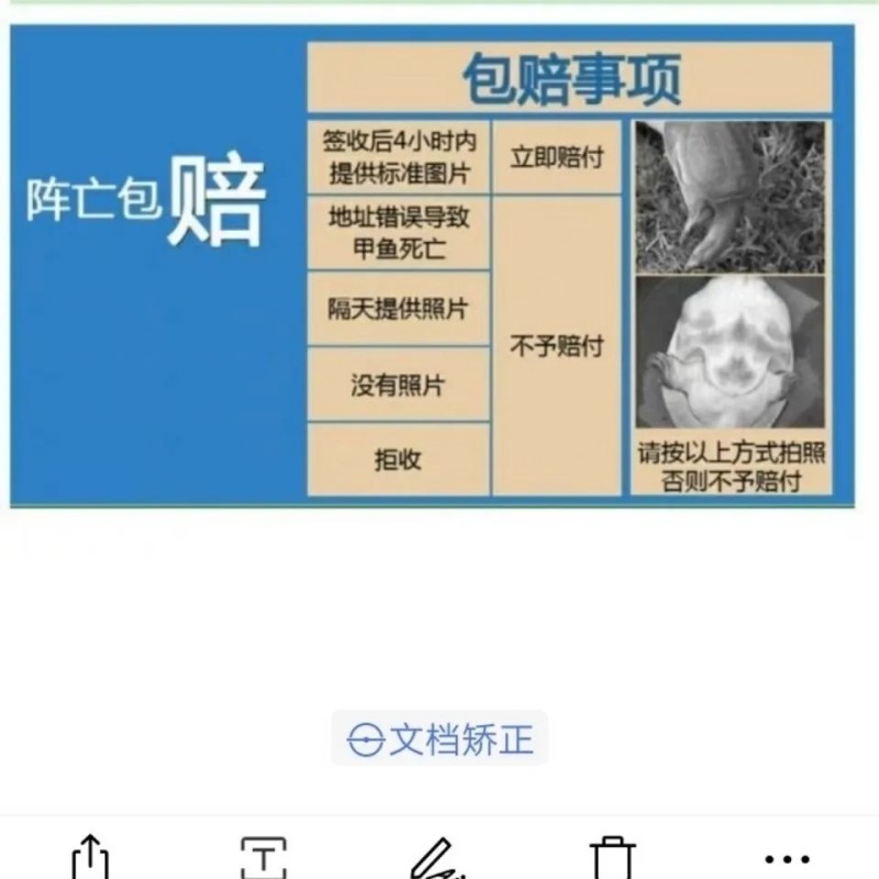 甲鱼苗【批发包邮包活到家】黄河鳖苗外塘散养冷水苗中华团鱼