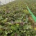 河南禹州红薯苗基地西瓜红红薯苗易成活产量高联系