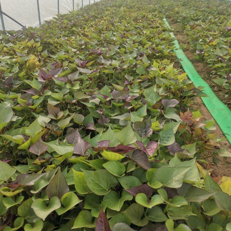 河南禹州红薯苗基地西瓜红红薯苗易成活产量高联系