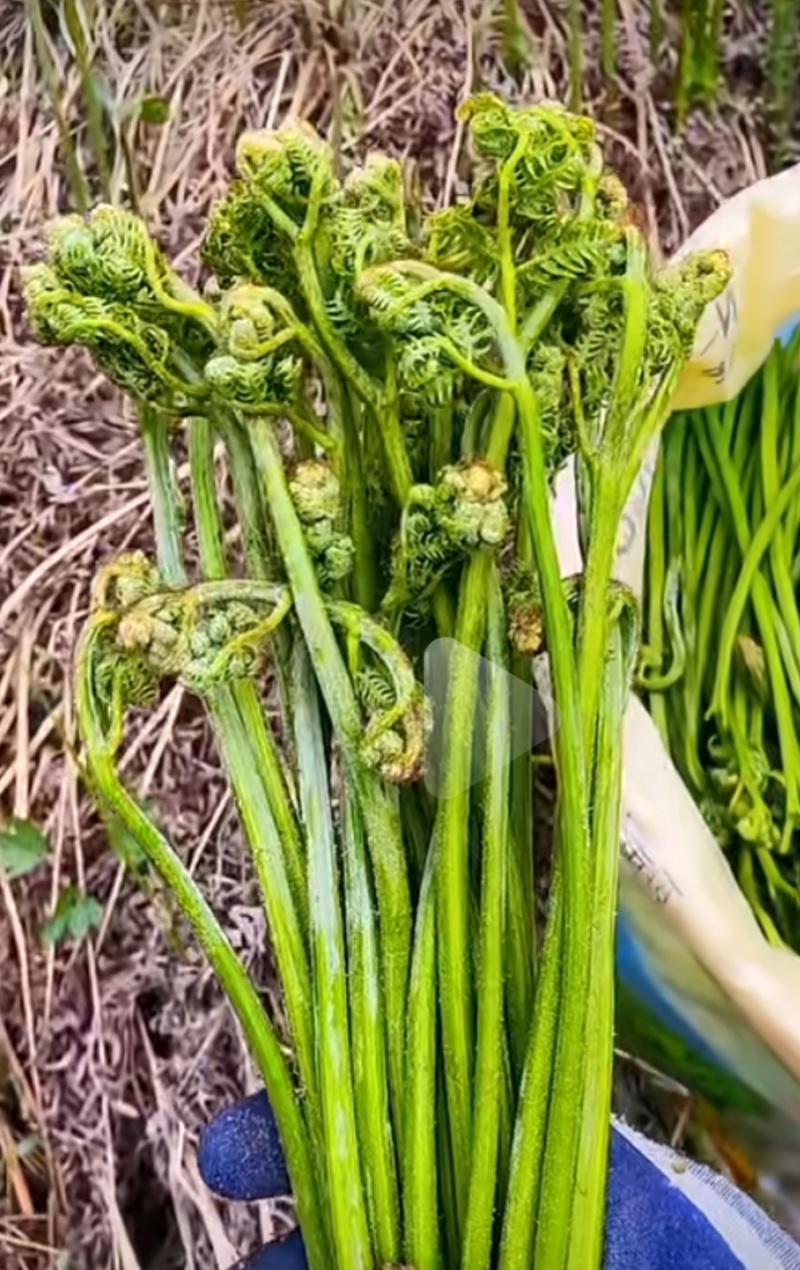 水蕨菜