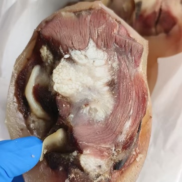 熟牛耳根