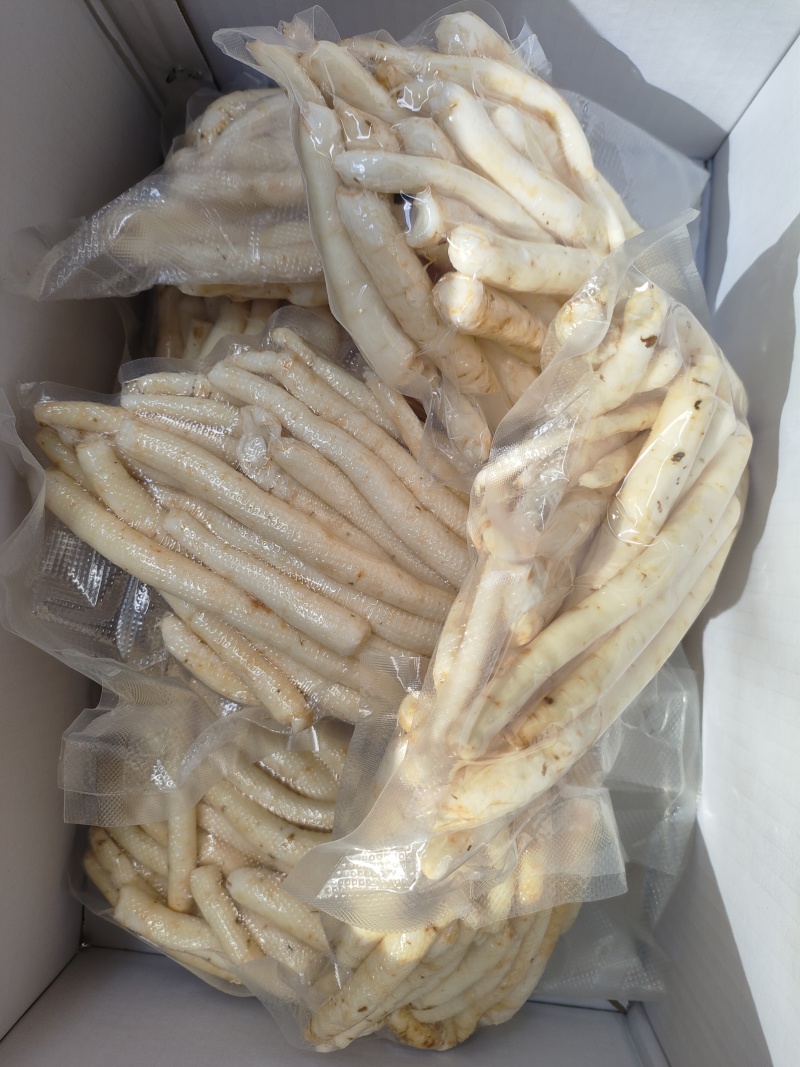 鲜川明参