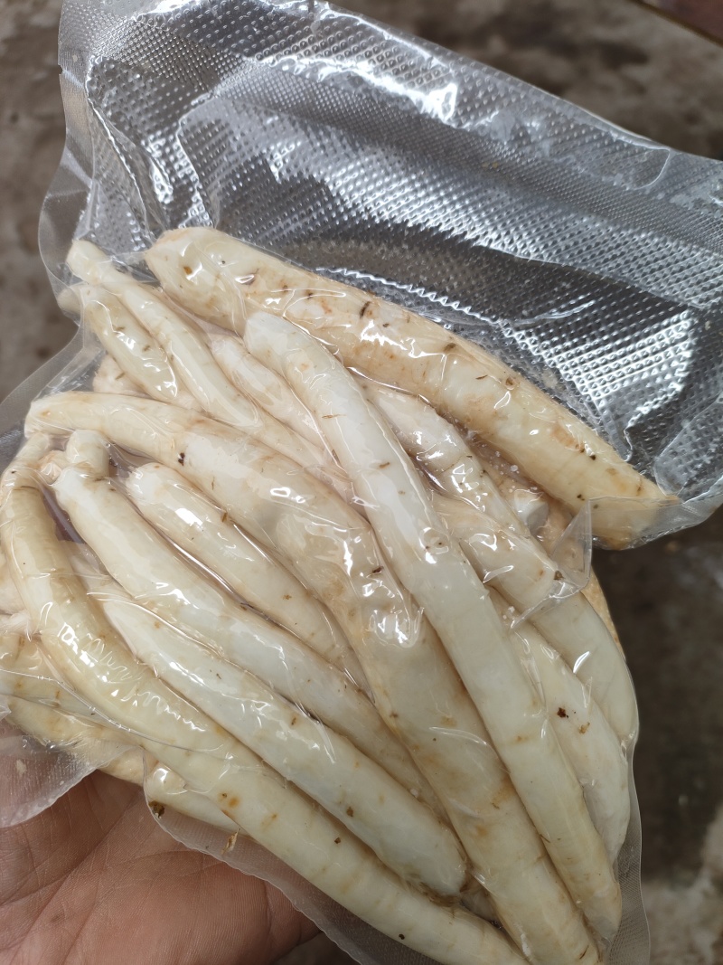 鲜川明参
