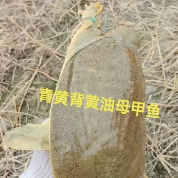 优质老母甲鱼外塘散养鱼苗鱼蛋老鳖王八规格齐全价格实惠
