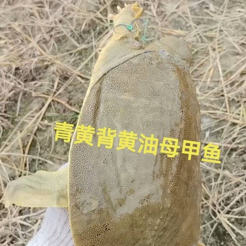 优质老母甲鱼外塘散养鱼苗鱼蛋老鳖王八规格齐全价格实惠