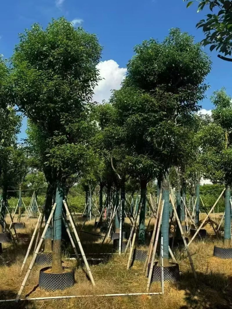 香樟骨架12-18分，大量出售