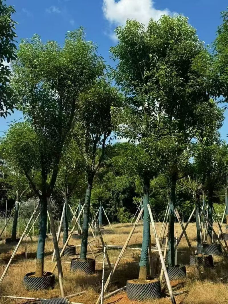 香樟骨架12-18分，大量出售