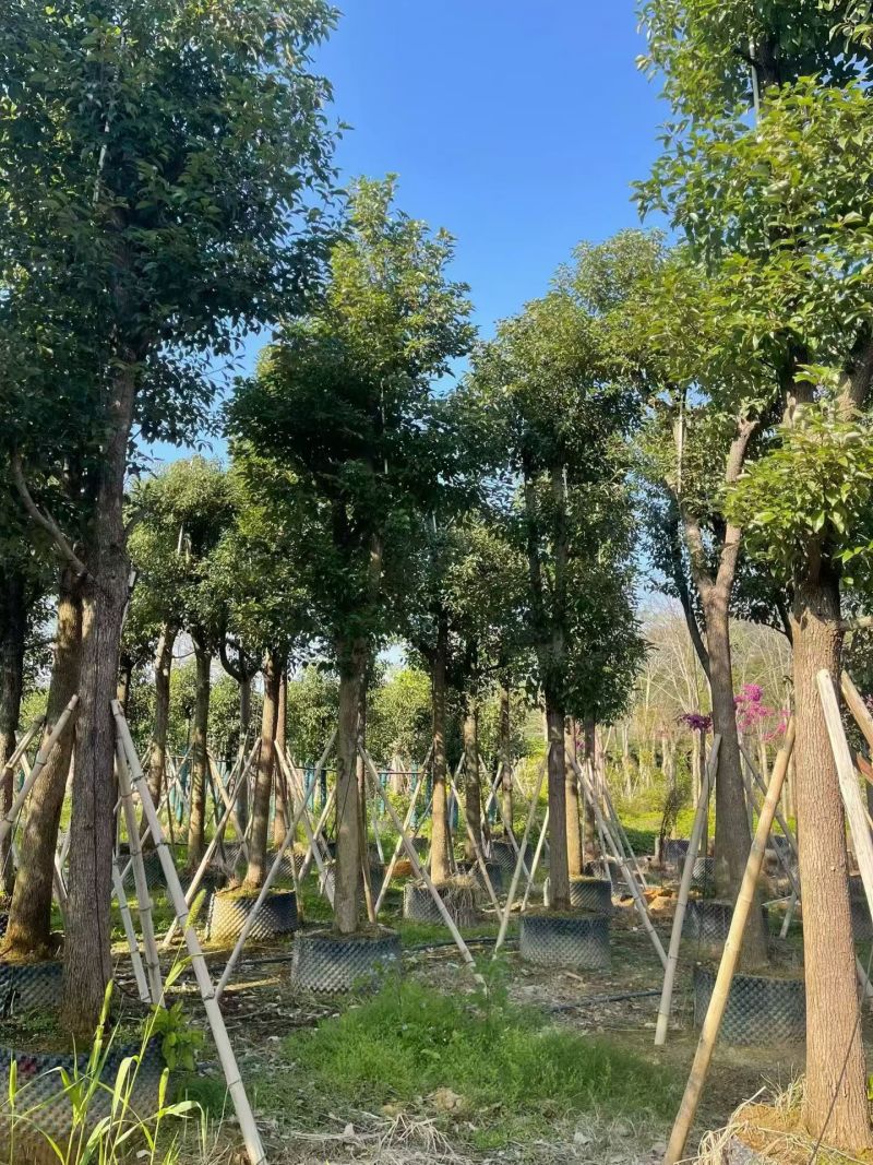 香樟骨架12-18分，大量出售