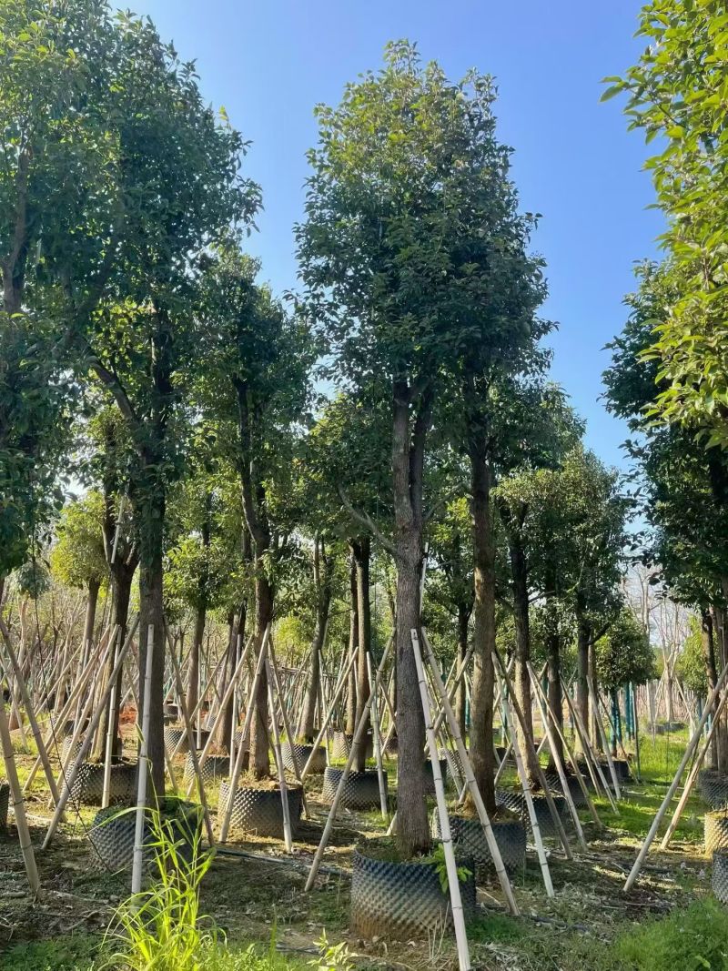 香樟骨架12-18分，大量出售