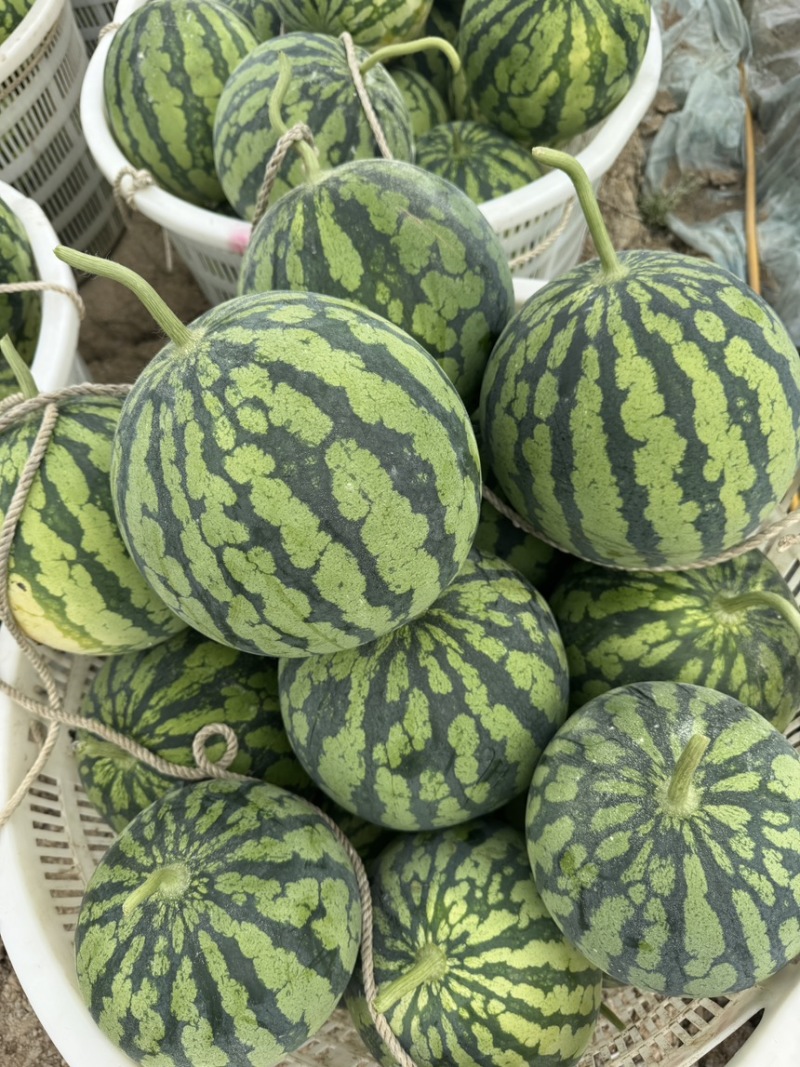 精品雷州美都西瓜头茬二茬有籽美都个头均匀糖度高大棚种植