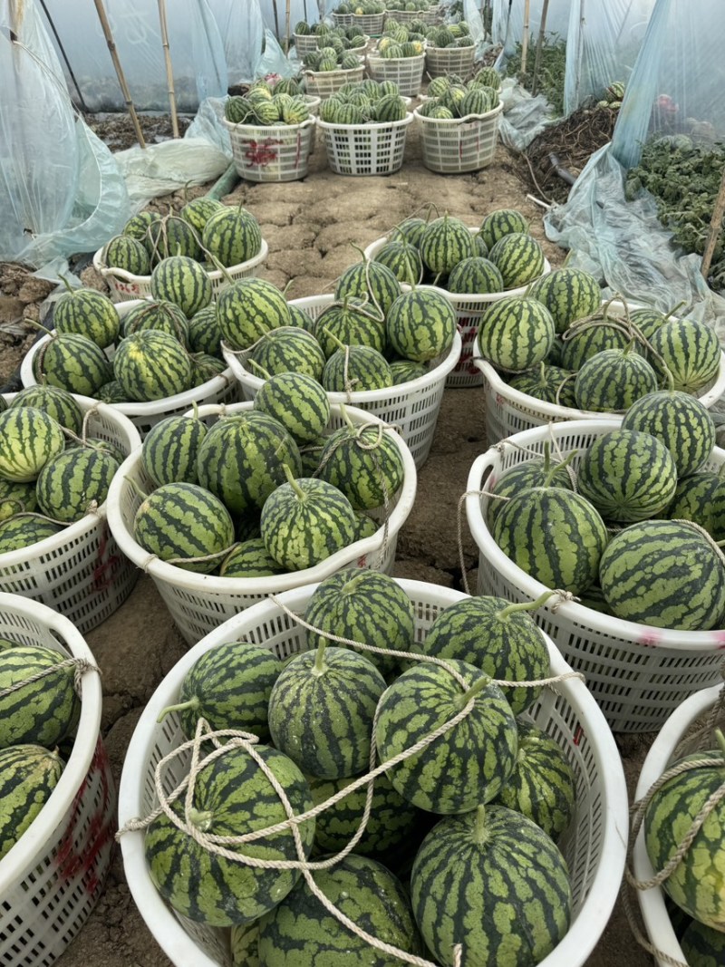 精品雷州美都西瓜头茬二茬有籽美都个头均匀糖度高大棚种植