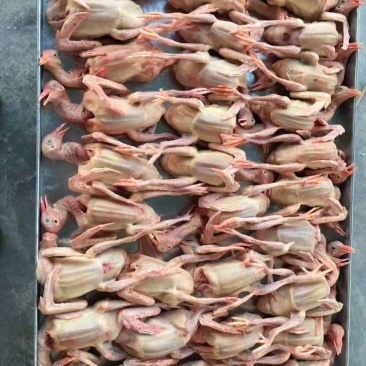 鸽子