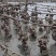 湛江北潭生蚝统货（2两以上产地直销一手图加我