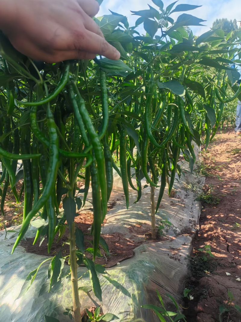 新苗3号线椒一手货源大量供应市场电商质量保证