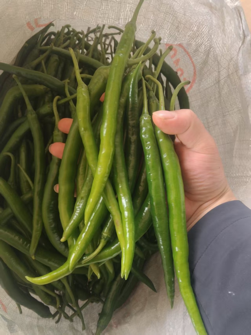 新苗3号线椒一手货源大量供应市场电商质量保证