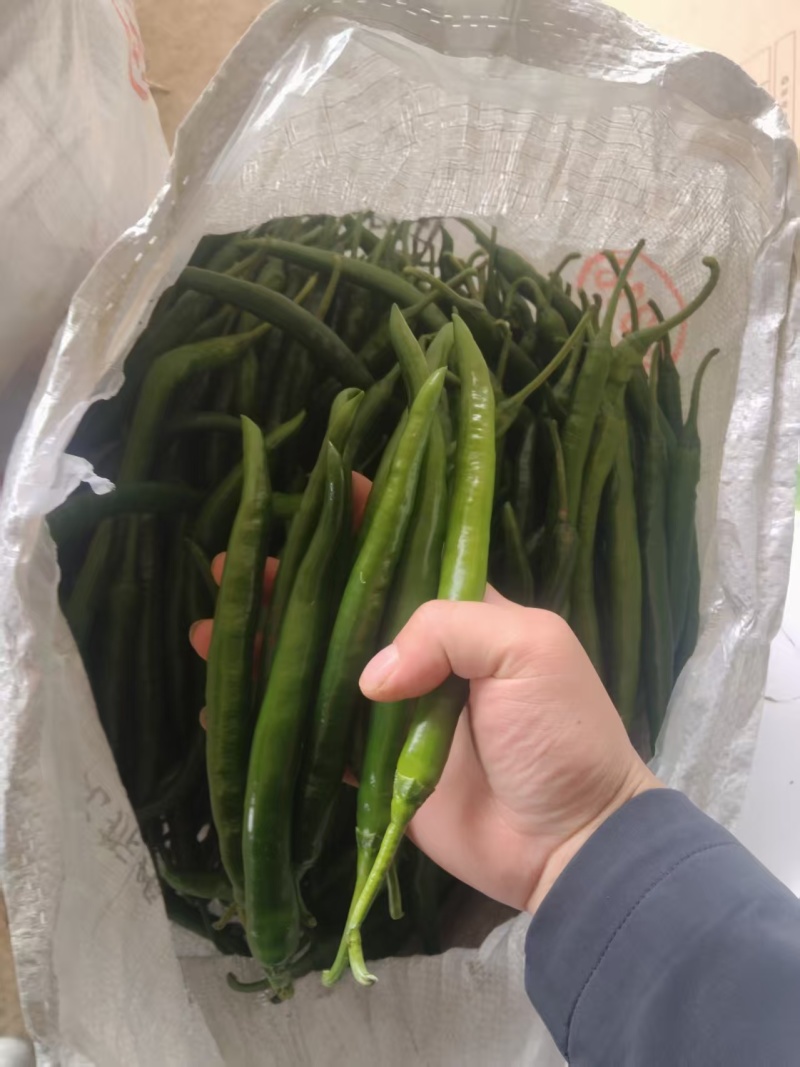 新苗3号线椒一手货源大量供应市场电商质量保证
