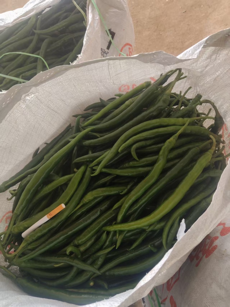 新苗3号线椒一手货源大量供应市场电商质量保证